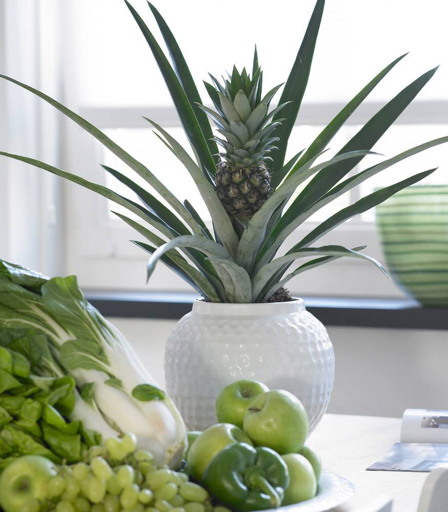 Как вырастить ананас дома? уход за ананасом в домашних условиях. фото — ботаничка