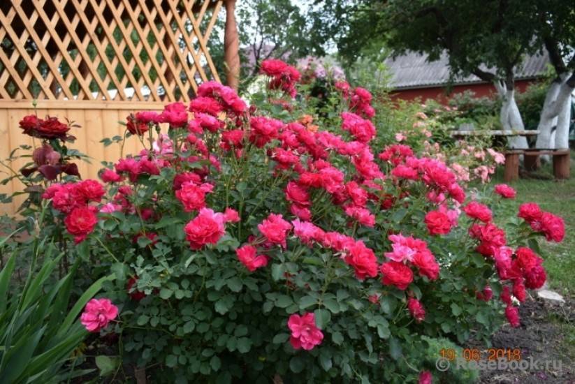 Канадские розы саженцы для посадки и уход: фото