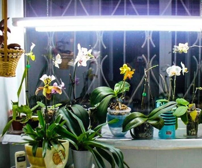 Световой режим для комнатных растений. освещение искусственное, естественное. подсветка растений. фото — ботаничка
