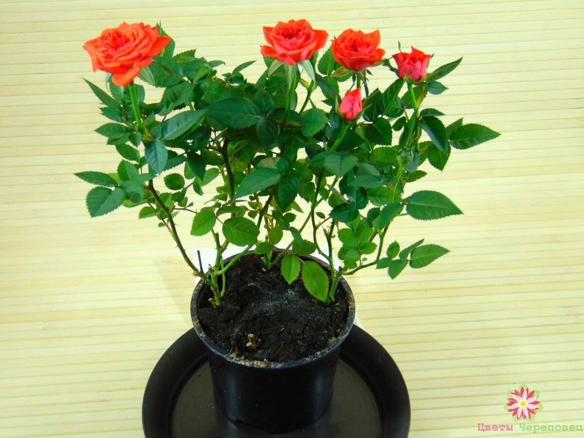 Как называются розы без шипов: сорта бесшипных цветов, лакорн, alberich и др