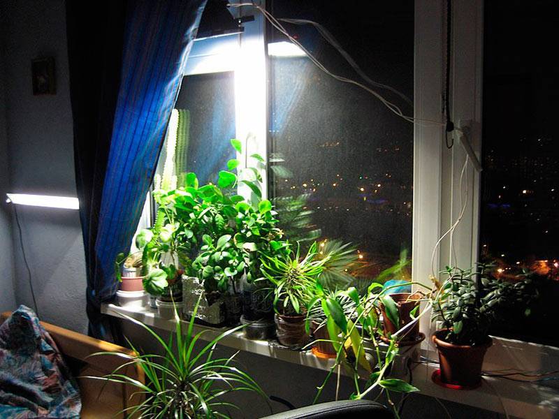 Комнатные растения которым не нужен солнечный свет