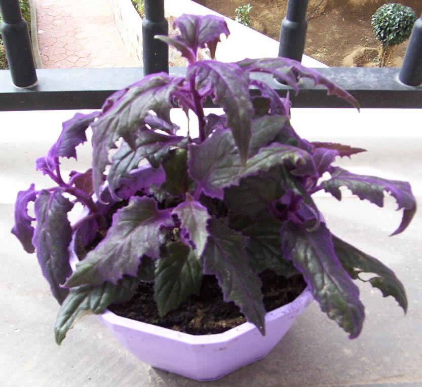 Комнатный цветок фиолетового цвета название и фото