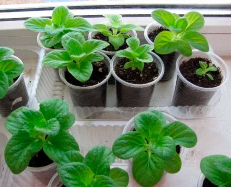 Ничего сложного! выращивание комнатных растений из семян в домашних условиях