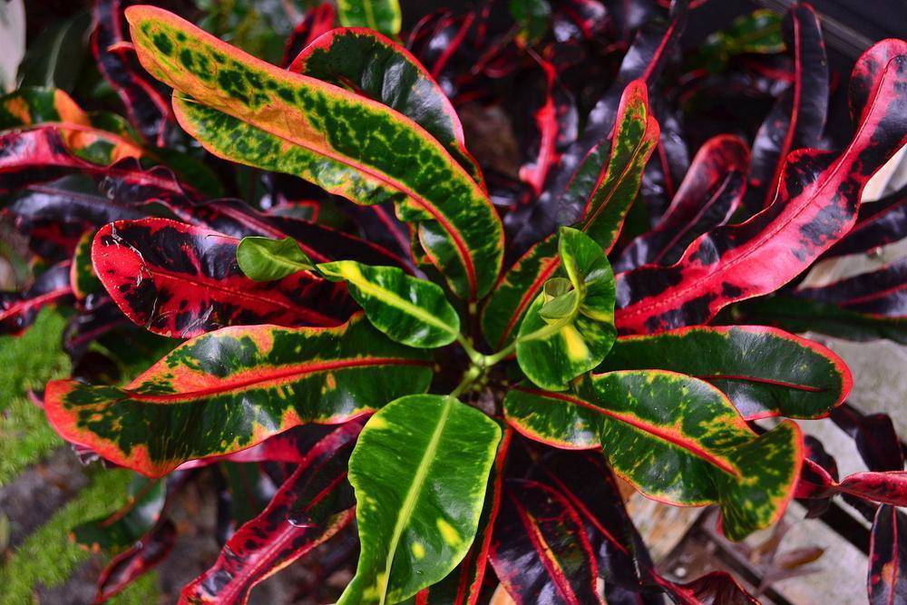 Кодиеум (кротон) — комнатное растение с зелеными листьями и желтыми пятнами