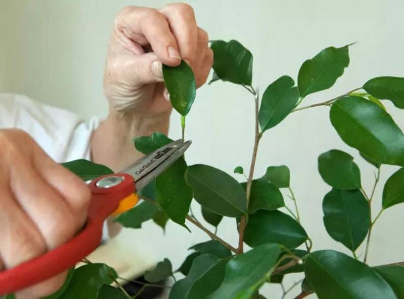 Как правильно обрезать комнатное растение | flori-da.ru