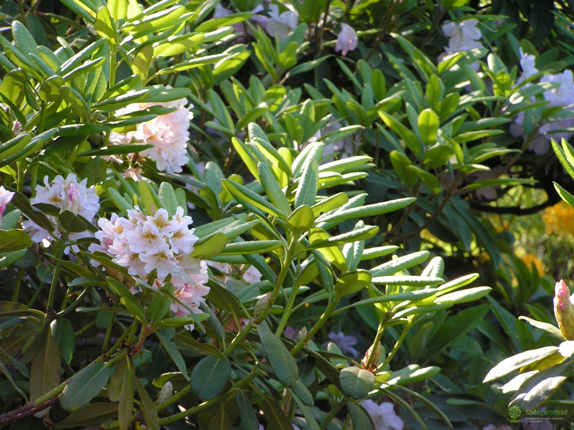 Рододендрон листопадный в дизайне сада: использование, выращивание и уход