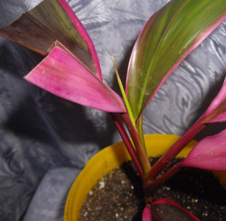 Эффектное растение с пышной и яркой листвой кордилина: виды цветка, фото и особенности ухода в домашних условиях