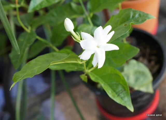 Уход за комнатным жасмином «самбак» в домашних условиях: как растить арабский цветок