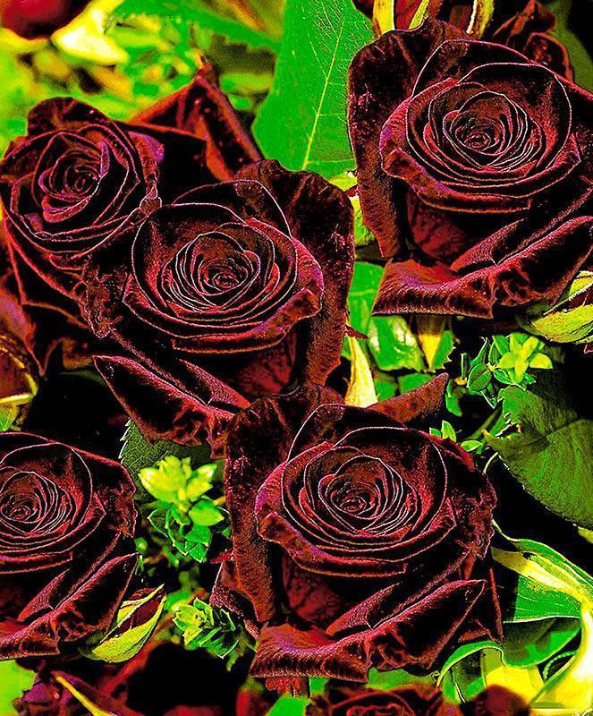 Роза блэк баккара: описание, фото, отзывы и выращивание сорта