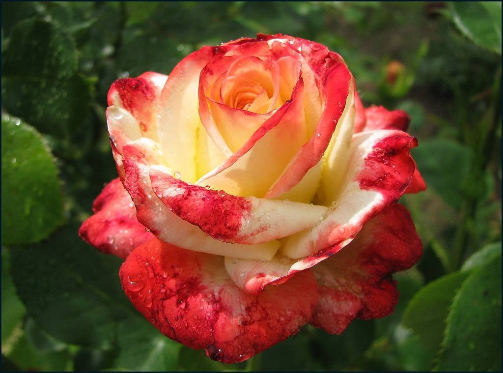 Роза осирия (osiria): фото, отзывы, описание, характеристики.