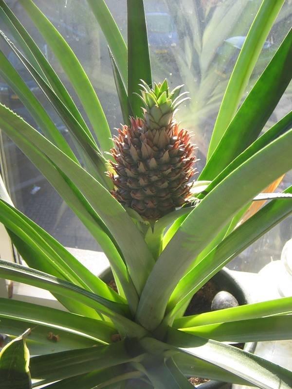 Псевдананас — отличная альтернатива комнатным ананасам. ананас сагенариуса. уход в домашних условиях. фото — ботаничка