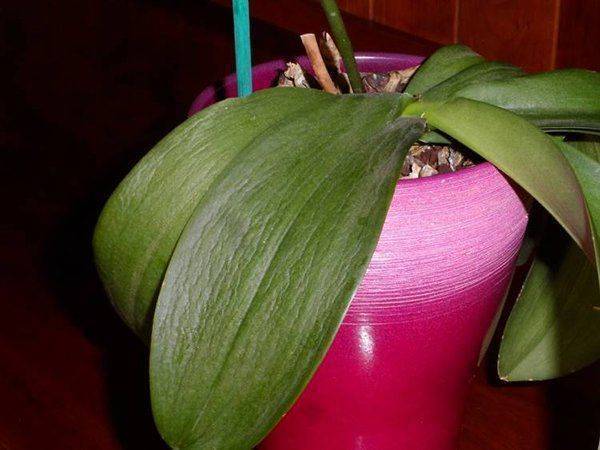 Листья орхидеи потеряли тургор и морщинятся: что делать для восстановления