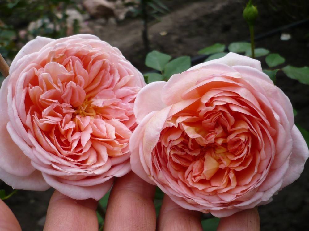 Роза абрахам дерби: описание сорта, фото, посадка и отзывы садоводов