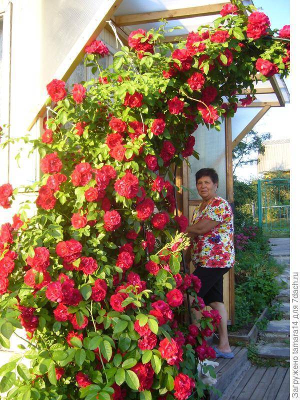 Плетистая роза казино, фото и описание