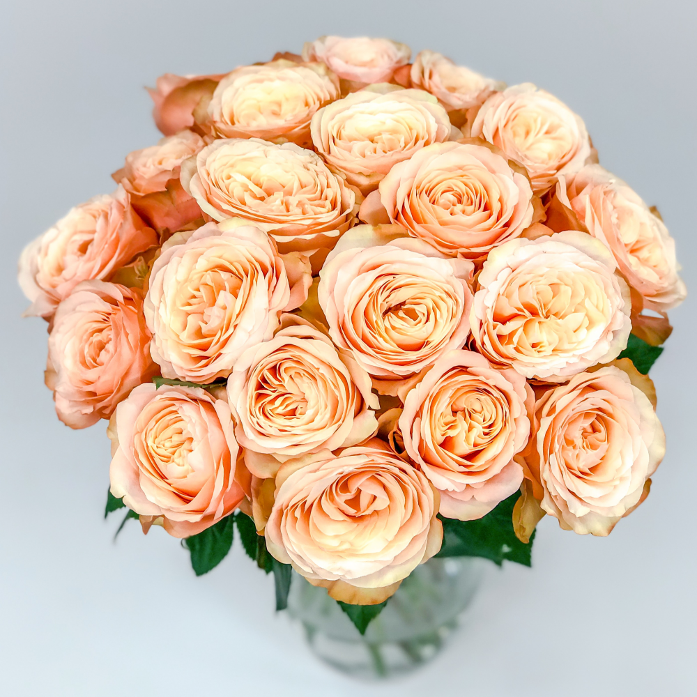 О розе sahara: описание и характеристики, выращивание сорта плетистой розы