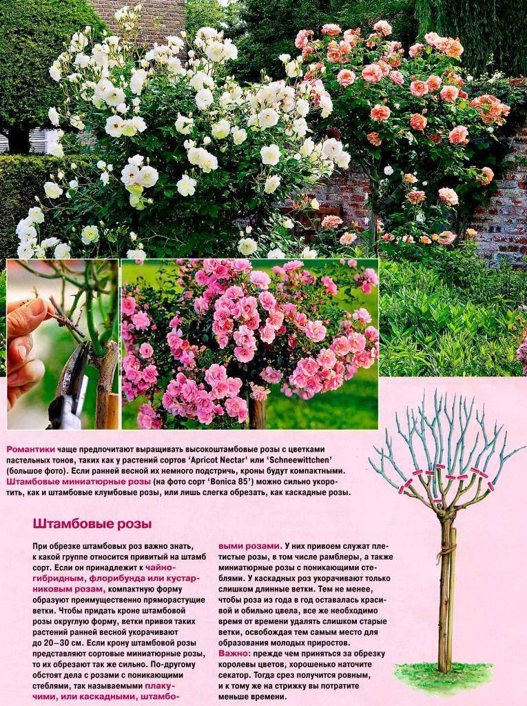 Роза флорентина (florentina) — что это за уникальный сорт