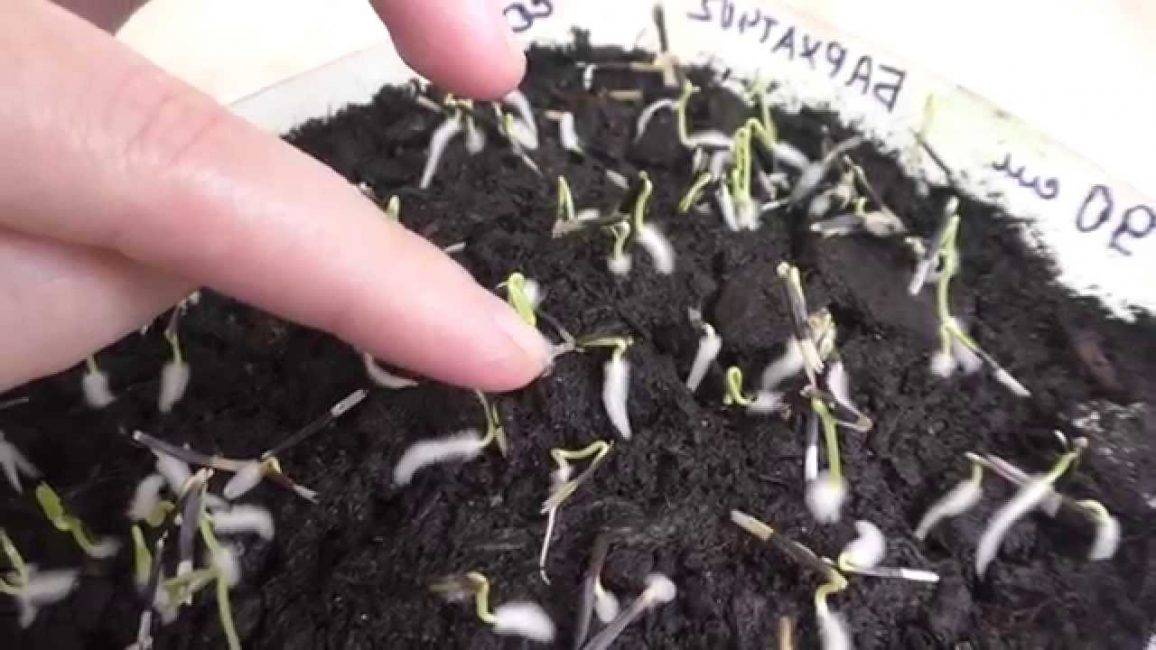 Циния: выращивание из семян, когда сажать на рассаду, фото цветов