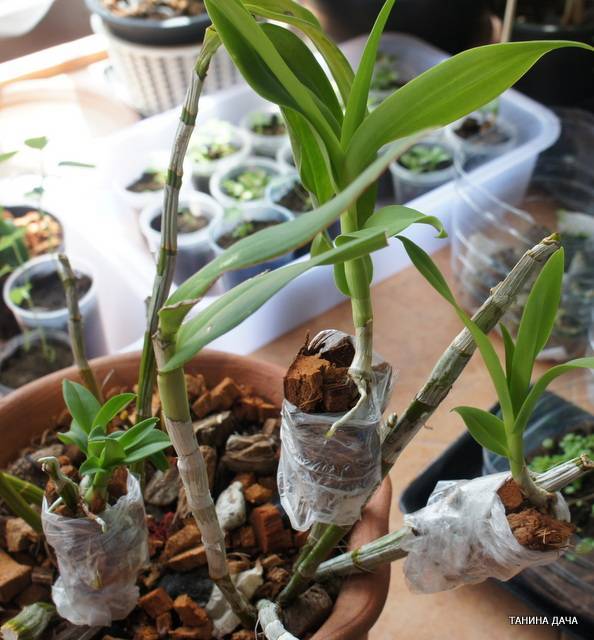 Орхидея дендробиум - размножение, пересадка и уход в домашних условиях