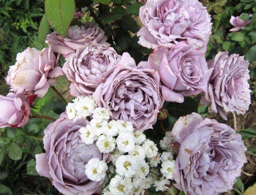 Гебрюдер гримм роза - как выглядит, правила выращивания, отзывы | розоцвет