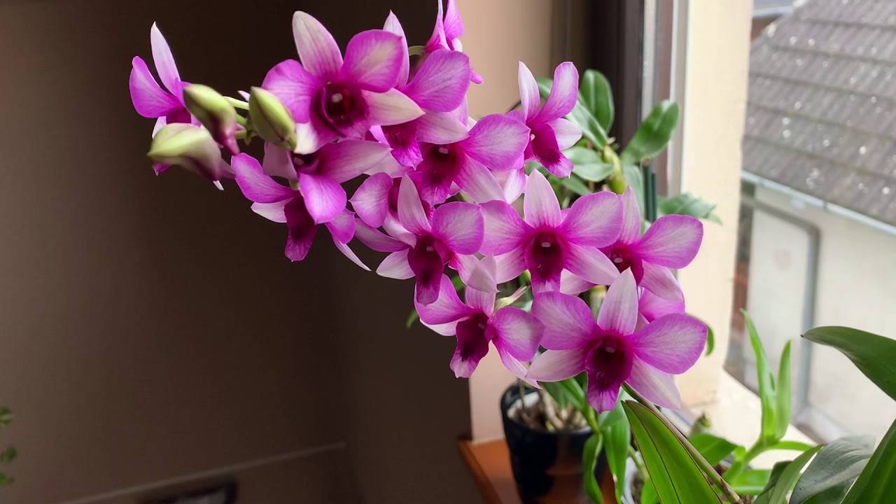 Дендробиум: уход в домашних условиях, разновидности цветка, имеющие белую и иную окраску, и как поливать и ухаживать за орхидеей после покупки?