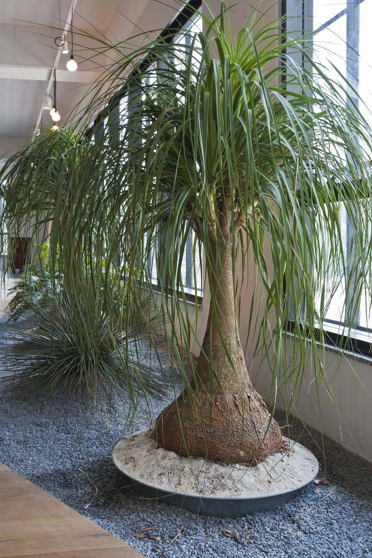 Нолина (бокарнея) или бутылочное дерево: уход в домашних условиях