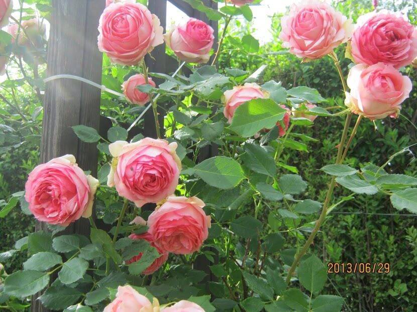 Фото и названия сортов роз от леди розы