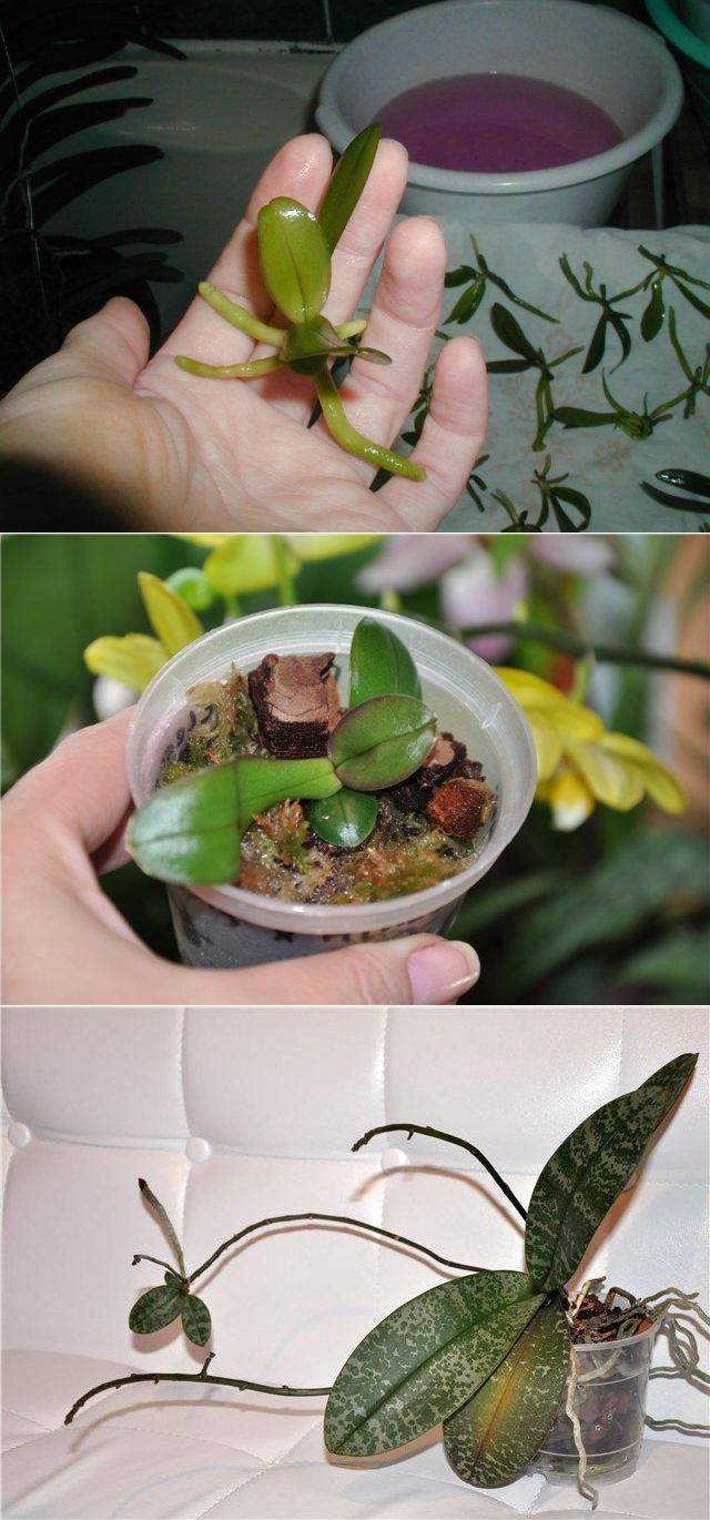 Лучшие способы, как размножить орхидею в домашних условиях