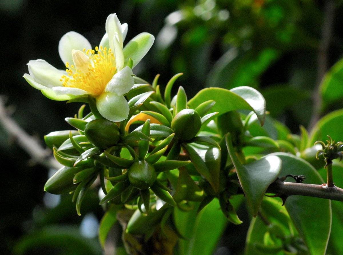 Переския — цветущий лиственный кактус. уход в домашних условиях. фото — ботаничка