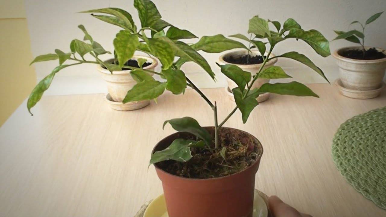 Бугенвиллия - уход и выращивание в домашних условиях