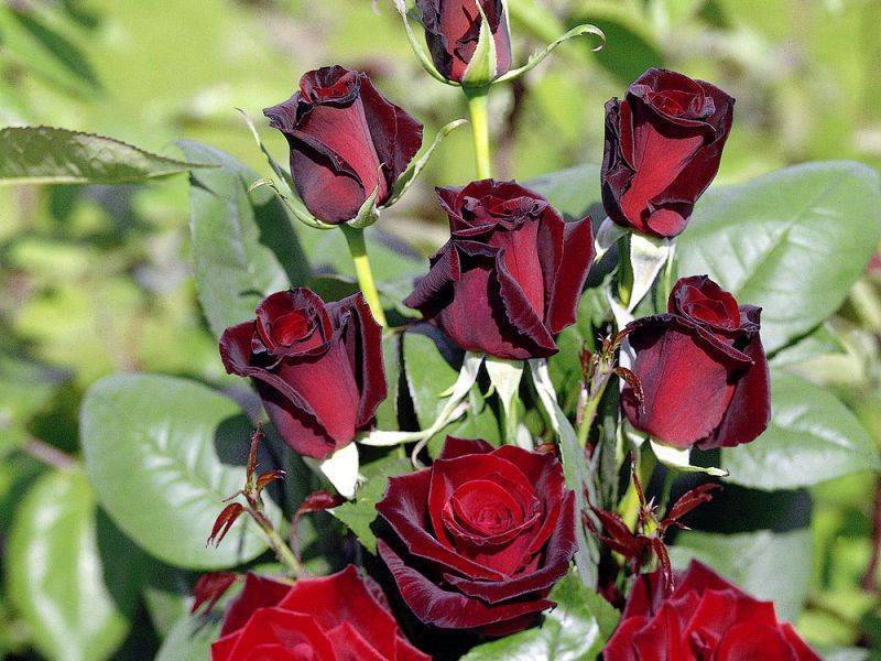 Роза черный принц: описание сорта :: syl.ru