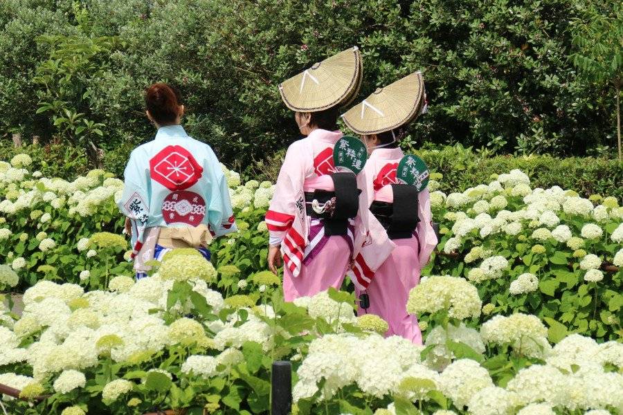 Японские цветы: названия, фото, значения и символы