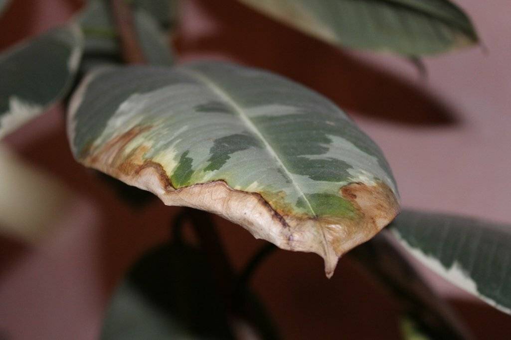 Сохнут кончики листьев у комнатных растений: что делать, причины