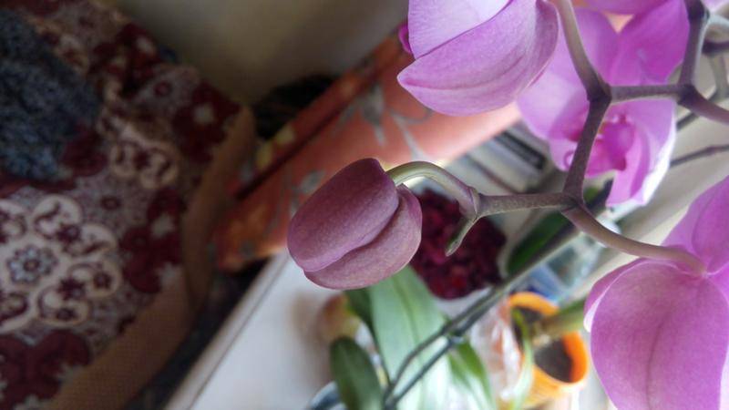 Что делать, если у орхидеи опали цветки?