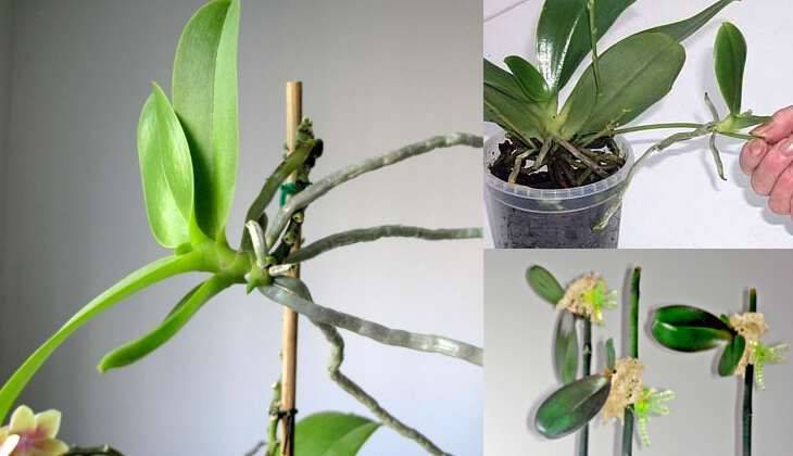Размножение орхидеи черенками: пошаговое руководство