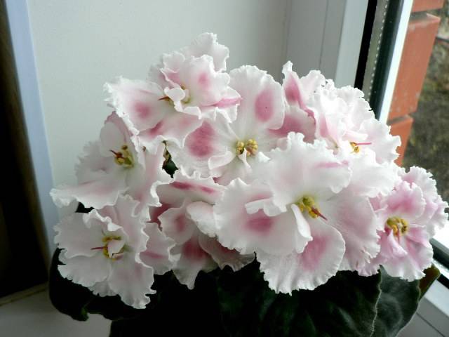 Роза пинк флойд (pink floyd): фото и описание, отзывы о цветах