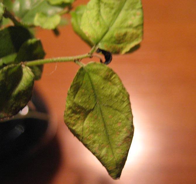 Топ-5 причин почему у растений скручиваются листья