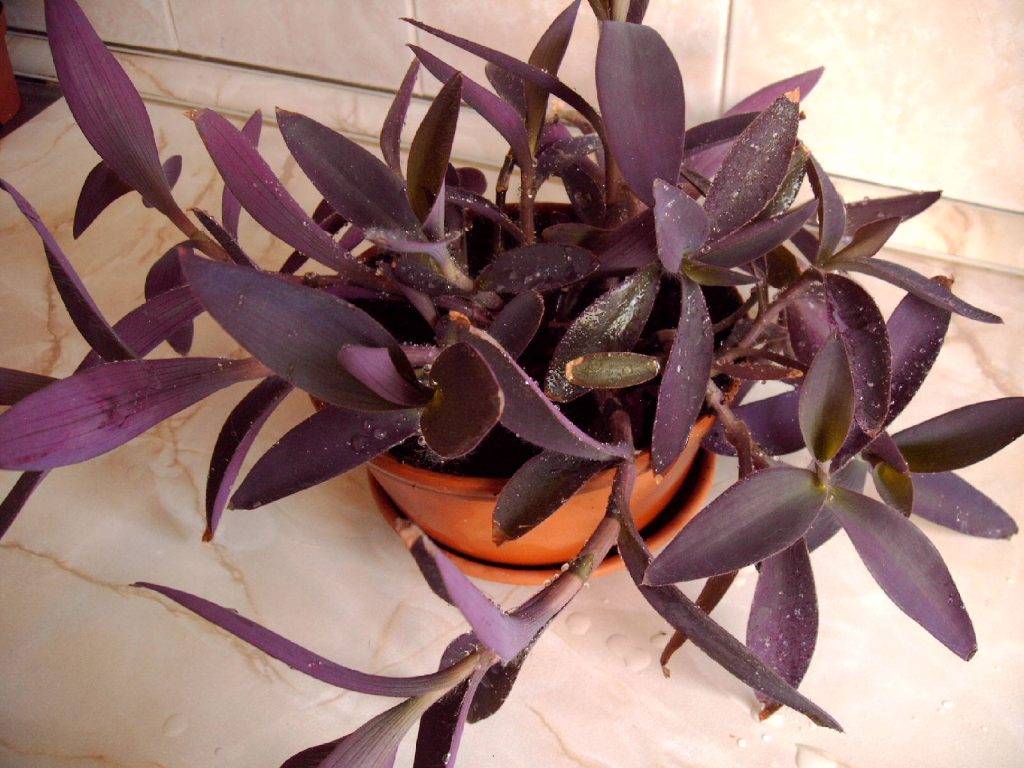 Названия и особенности комнатных растений с фиолетовыми цветами