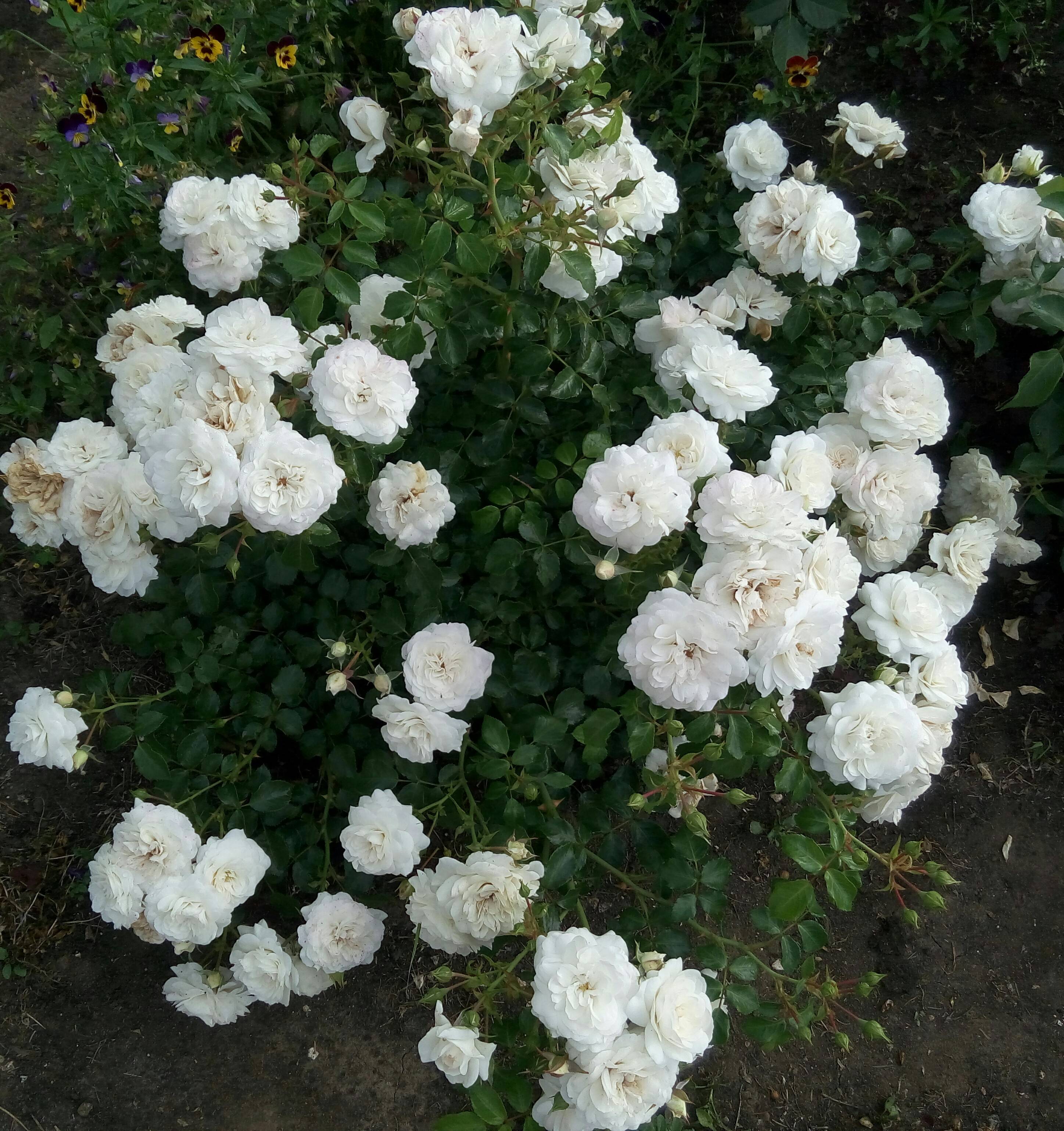 Роза почвопокровная скарлет мейдиланд - цветочный мир