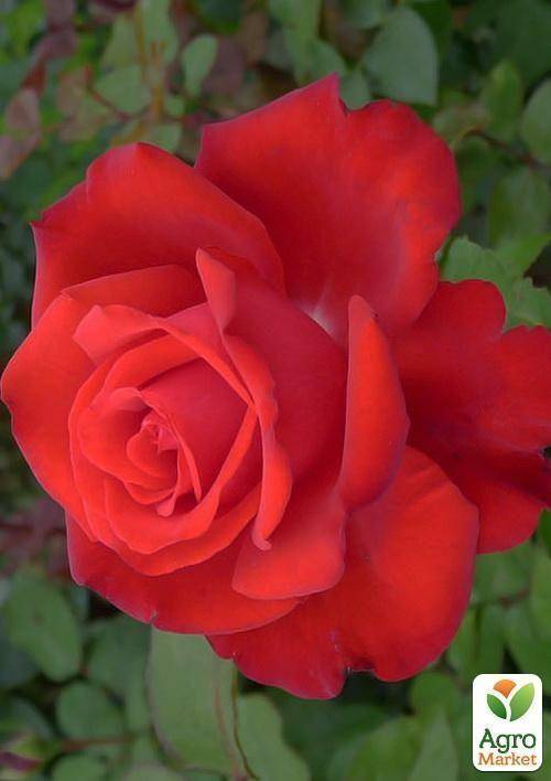 Роза гранд аморе: фото и описание данного супер сорта, использование в ландшафтном дизайне и история возникновения, а также нюансы цветения и ухода за растениемдача эксперт