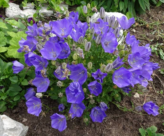 Нежный и неприхотливый цветок для сада: выращивание колокольчика карпатского