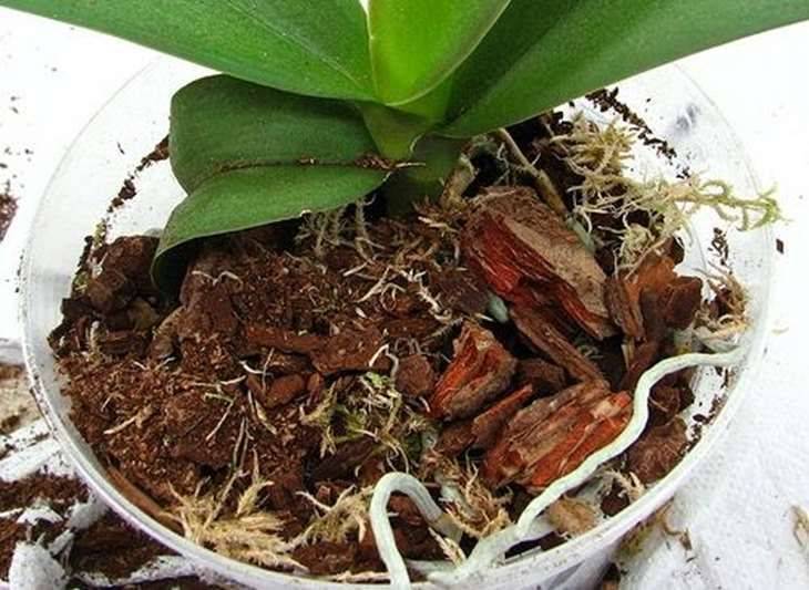 Грунт для орхидей: какой субстрат выбрать, лучший состав для фаленопсиса при посадке, как собрать своими руками, отзывы