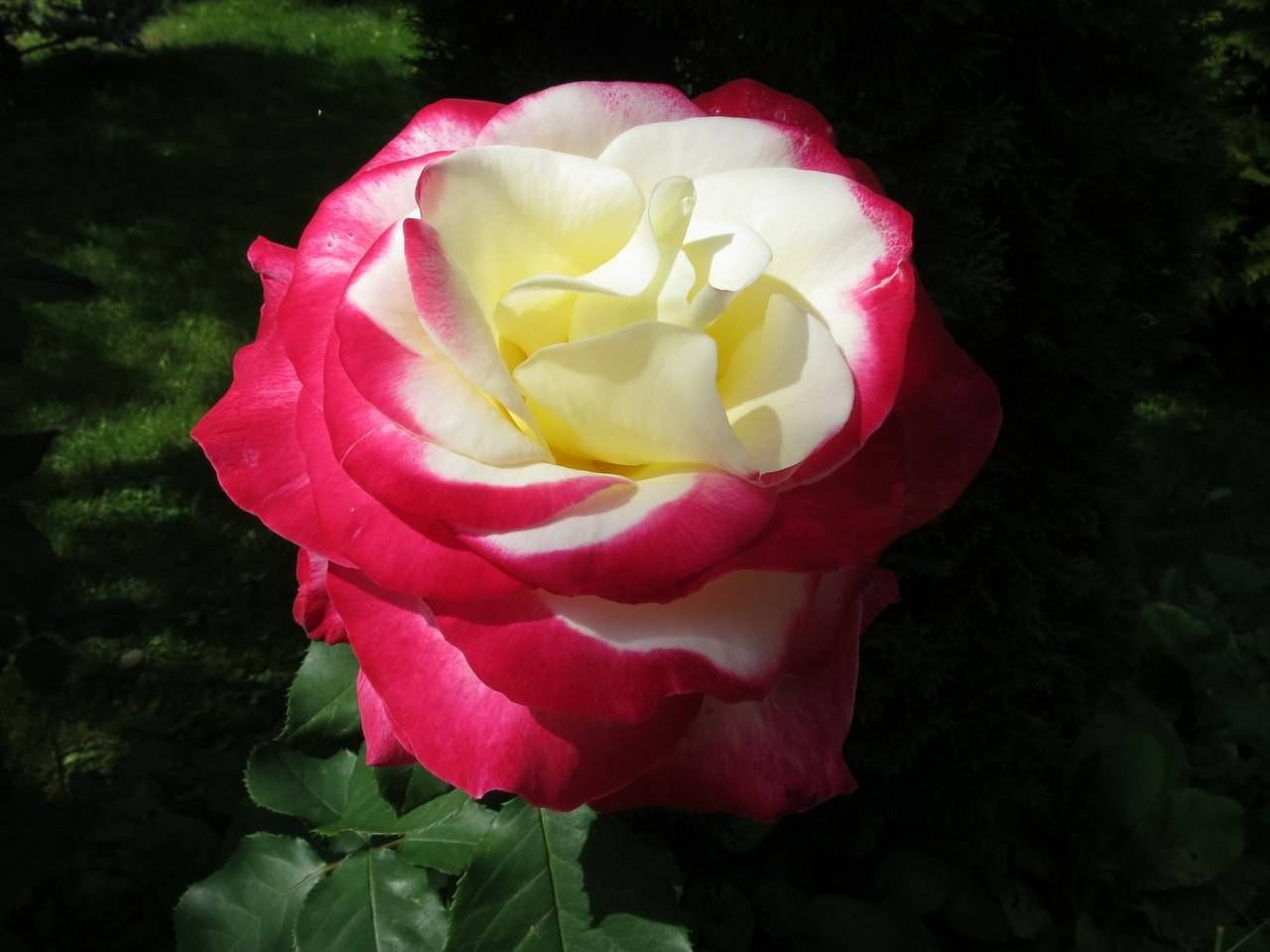 Роза дабл делайт (double delight) — выращивание декоративного кустарника