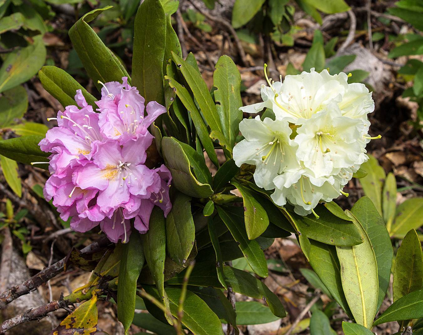 Рододендрон кавказский: когда цветёт в горах, лечебные свойства, применение, польза и вред растения, от чего помогает