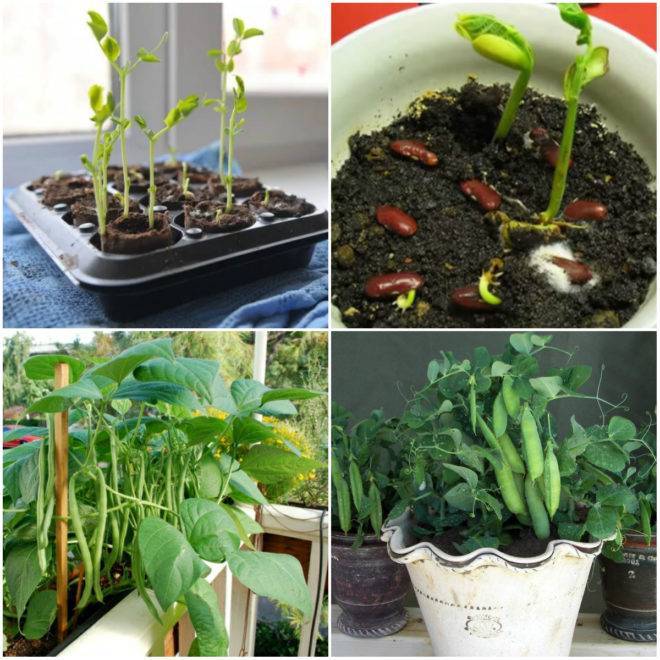 Проращивание гороха для посадки в домашних условиях: нужно ли проращивать и как