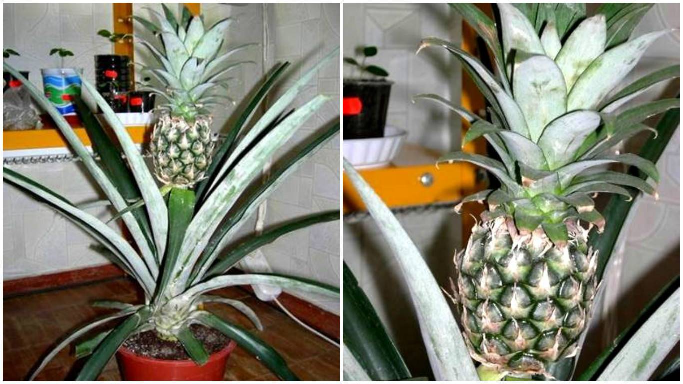 Как вырастить ананас из верхушки в домашних условиях, как укоренить правильно, фото и видео