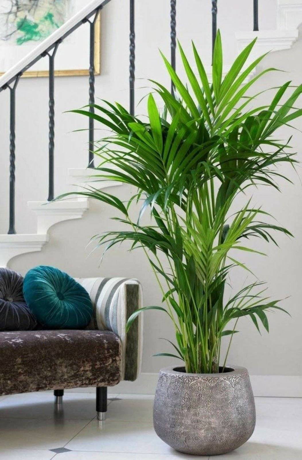 Самые неприхотливые комнатные растения 2022 год