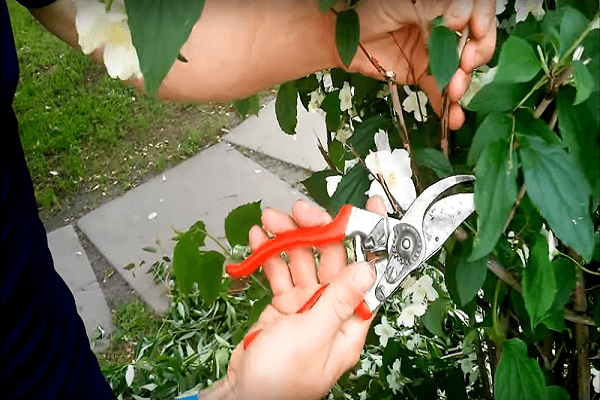 Обрезка чубушника (жасмина садового)