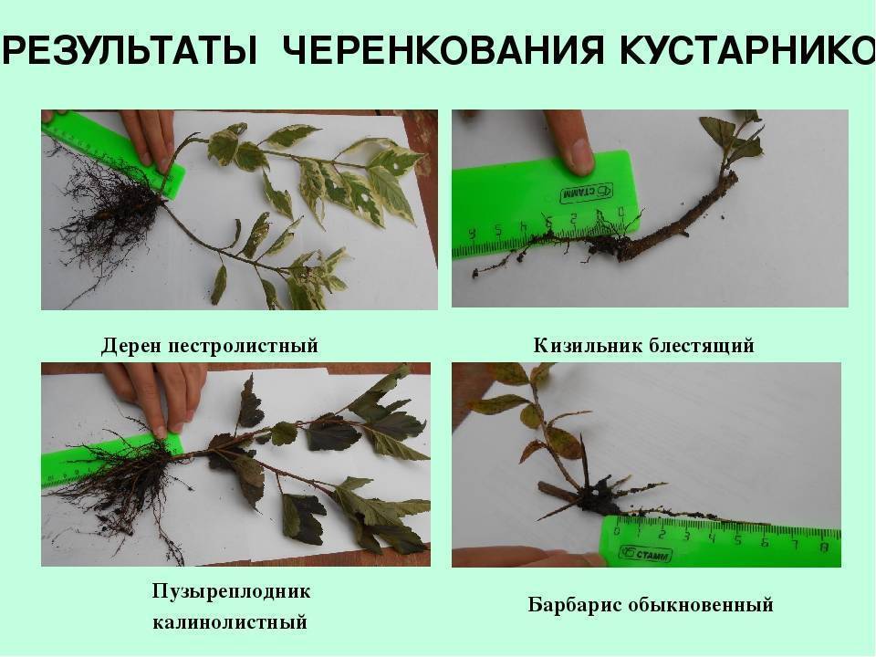 Размножение барбариса черенками весной - журнал садовода ryazanameli.ru