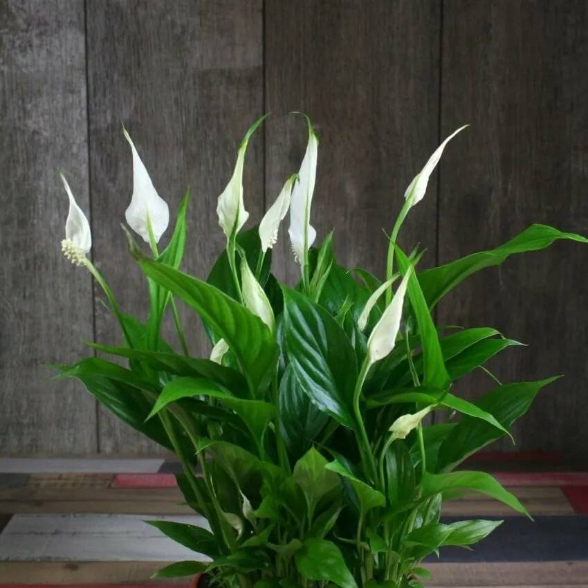 Спатифиллум (цветок женское счастье): уход в домашних условиях, приметы, почему желтеют и сохнут листья