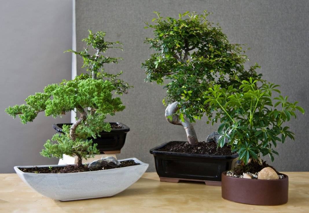 Дерево бонсай: выращивание и уход в домашних условиях